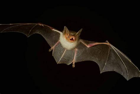 家裡有蝙蝠代表什麼 好能裝像你一樣
